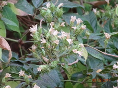Strobilanthes ixiocephala