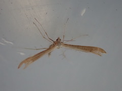 Stenoptilia