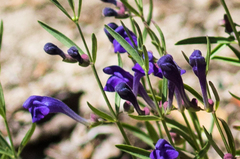 Scutellaria siphocampyloides