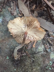Armillaria novae-zelandiae