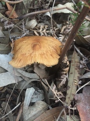 Armillaria novae-zelandiae