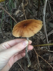 Armillaria novae-zelandiae