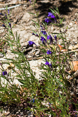 Scutellaria siphocampyloides