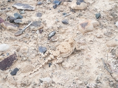 Phrynocephalus helioscopus