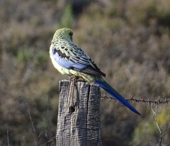 Platycercus elegans flaveolus