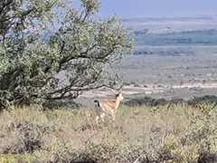 Gazella subgutturosa