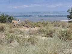 Gazella subgutturosa