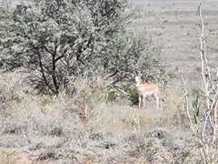 Gazella subgutturosa