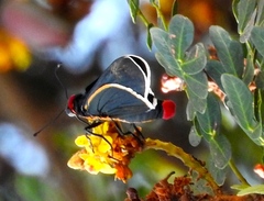 Mysoria affinis