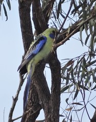 Platycercus elegans flaveolus