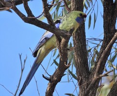Platycercus elegans flaveolus