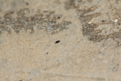 Lepidocyrtus fimicolus