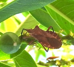 Sethenira ferruginea