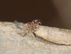Lepidocyrtus fimicolus