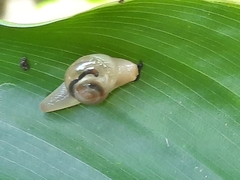 Helicarion perfragilis