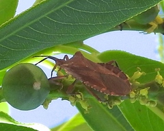 Sethenira ferruginea