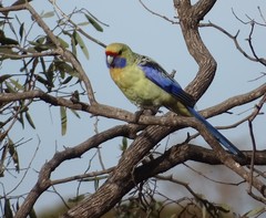 Platycercus elegans flaveolus