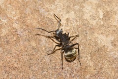Polyrhachis senilis