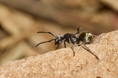 Polyrhachis senilis