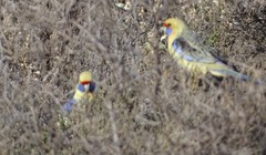 Platycercus elegans flaveolus