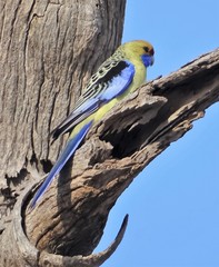 Platycercus elegans flaveolus