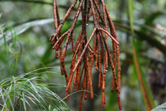 Crossostylis grandiflora