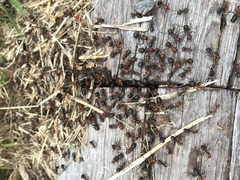 Formica obscuripes