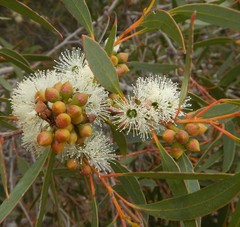 Eucalyptus diversifolia