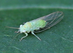 Psyllinae