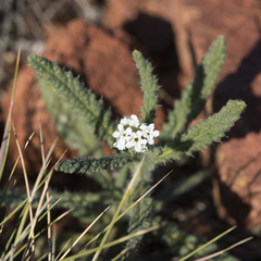 Heliotropium asperrimum