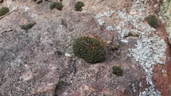 Grimmia ovalis