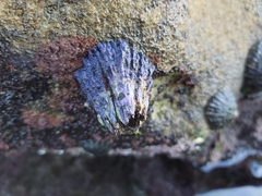 Austrobalanus imperator
