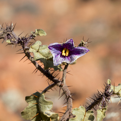 Solanum petrophilum