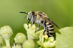 Megachile argentata