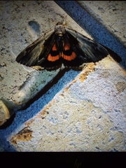 Catocala ultronia