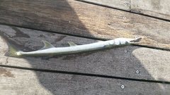 Tylosurus gavialoides