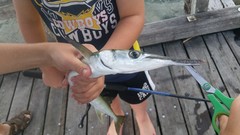 Tylosurus gavialoides