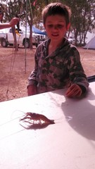 Cherax quadricarinatus