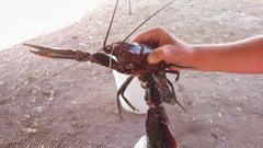 Cherax quadricarinatus