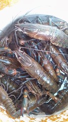 Cherax quadricarinatus