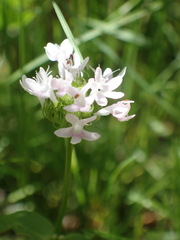 Plectritis congesta brachystemon