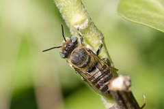 Megachile argentata