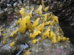 Ciocalypta polymastia