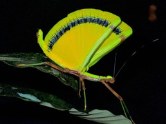 Eurynecroscia nigrofasciata