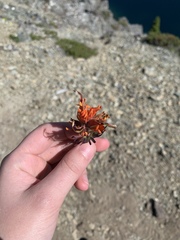 Castilleja rupicola
