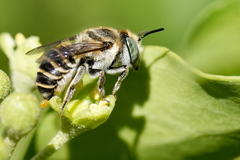 Megachile argentata