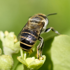 Megachile argentata