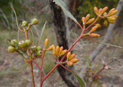 Eucalyptus leptophylla