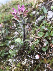 Pedicularis hirsuta