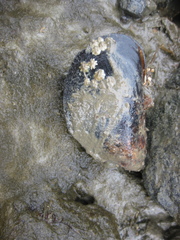 Perna canaliculus image